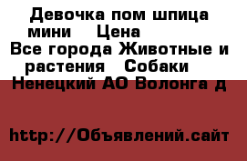 Девочка пом шпица мини  › Цена ­ 30 000 - Все города Животные и растения » Собаки   . Ненецкий АО,Волонга д.